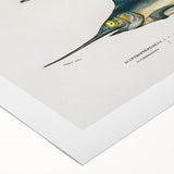 Romantic Era Art: Fish Illustrations by Charles Dessalines d’Orbigny