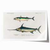 Romantic Era Art: Fish Illustrations by Charles Dessalines d’Orbigny