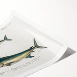 Romantic Era Art: Fish Illustrations by Charles Dessalines d’Orbigny