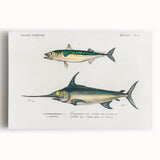 Romantic Era Art: Fish Illustrations by Charles Dessalines d’Orbigny