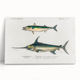 Romantic Era Art: Fish Illustrations by Charles Dessalines d’Orbigny