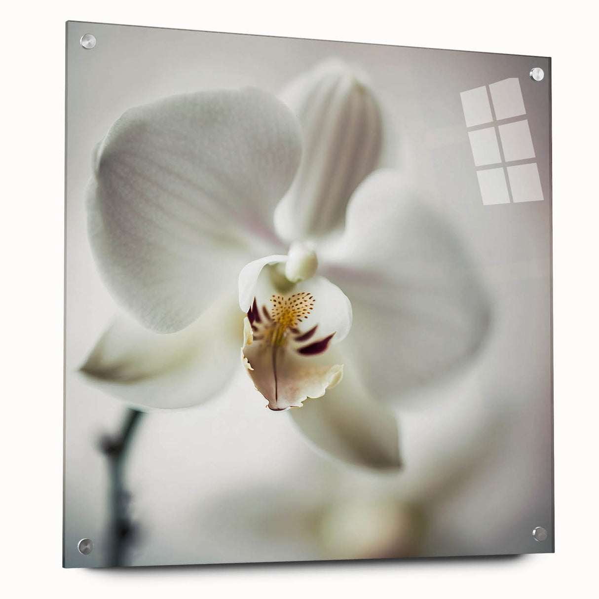 Abstract floral wall art displayed in a side view on acrylic glass, showcasing vibrant colors and intricate designs, secured with decorative pins for a modern aesthetic. Perfect for enhancing contemporary home decor.