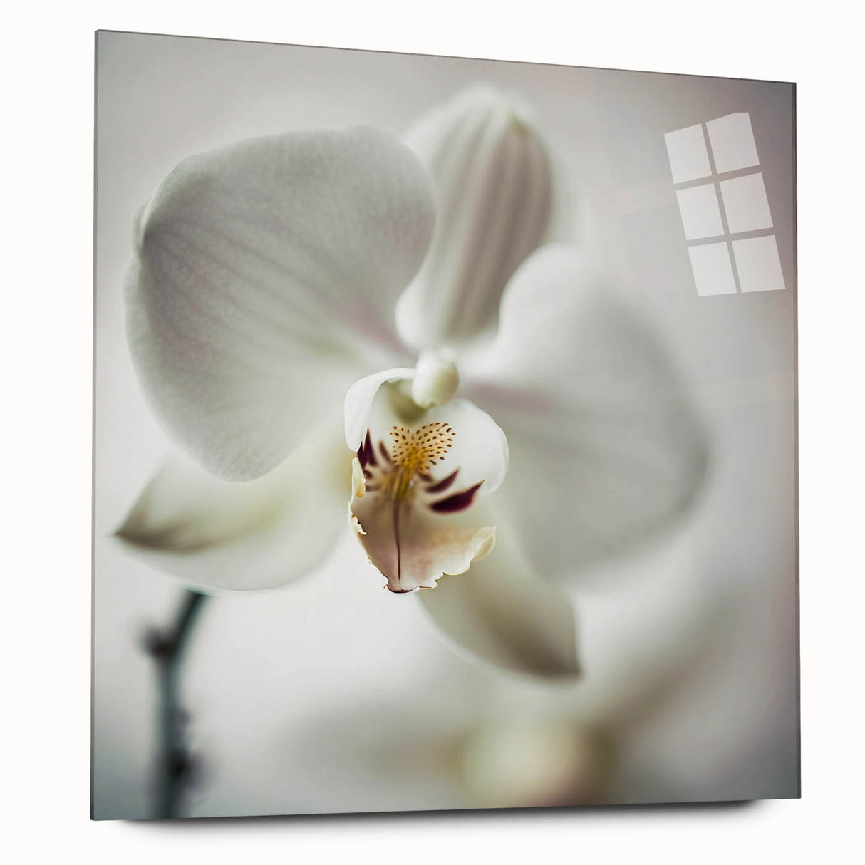 Abstract floral wall art displayed in a sleek acrylic frame, showcasing vibrant colors and intricate patterns, ideal for modern home decor.