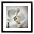 Abstract floral wall art framed in black with a white mat, showcasing a vibrant design of colorful flowers, perfect for modern home decor.