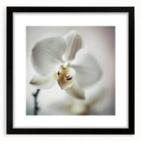 Abstract floral wall art framed in black with a white mat, showcasing a vibrant design of colorful flowers, perfect for modern home decor.