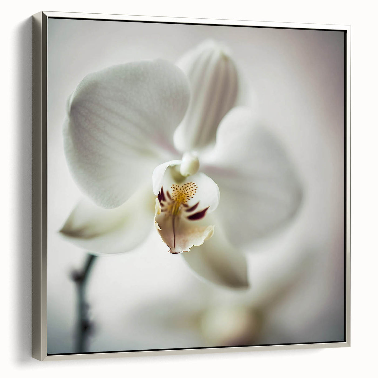 Framed abstract floral wall art in silver tones, showcasing intricate designs and a modern aesthetic. Perfect for enhancing contemporary home decor.