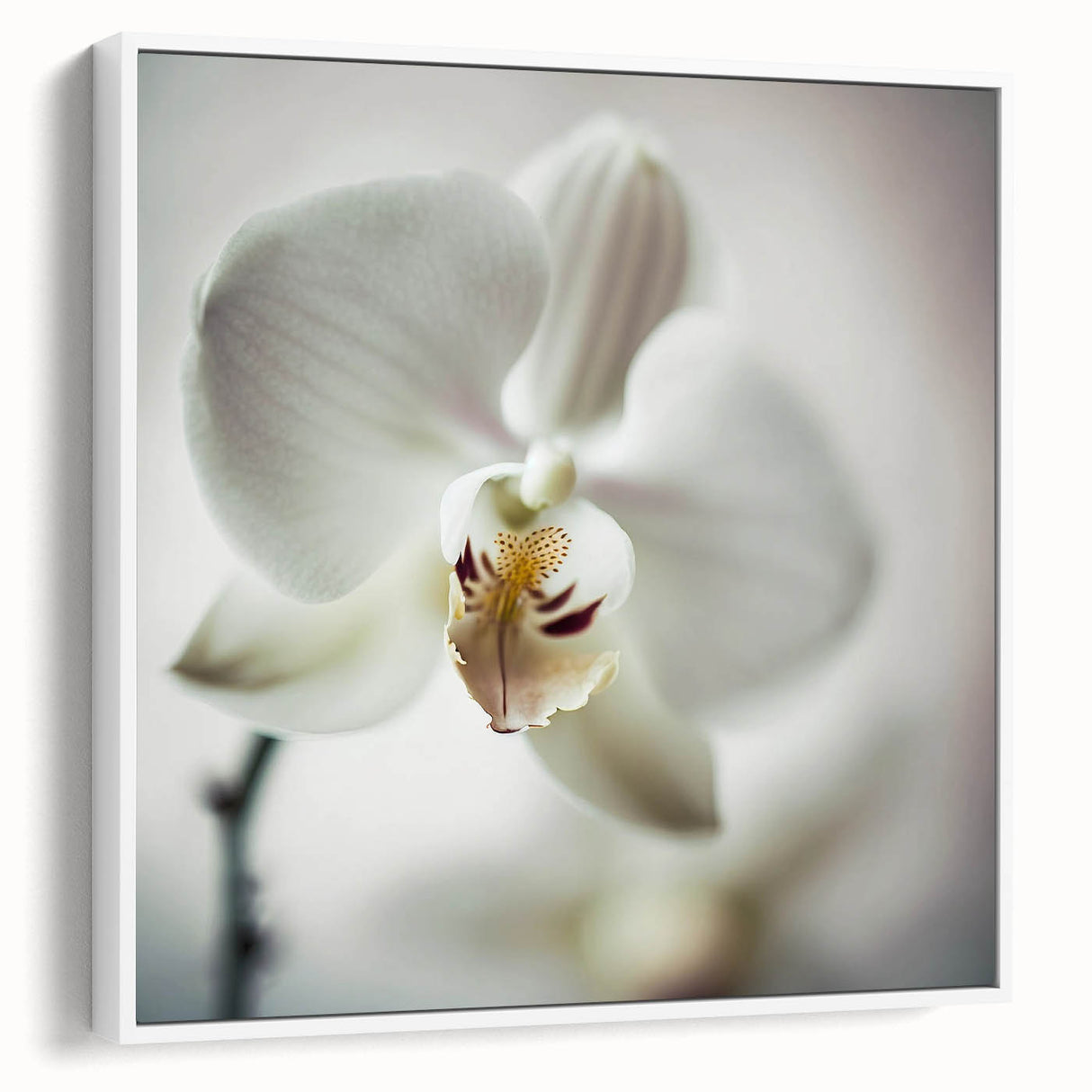 Framed abstract floral wall art in soft pastel colors, showcasing intricate designs on a white background, ideal for modern home decor.