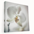 Abstract floral wall art on stretched canvas showcasing vibrant colors and intricate designs, perfect for modern home decor. Ideal for enhancing living spaces with a touch of elegance.