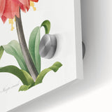 Neoclassical Crown Imperial Fritillary Print - Botanical Art by Redouté