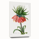 Neoclassical Crown Imperial Fritillary Print - Botanical Art by Redouté