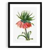 Neoclassical Crown Imperial Fritillary Print - Botanical Art by Redouté