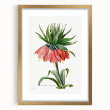 Neoclassical Crown Imperial Fritillary Print - Botanical Art by Redouté