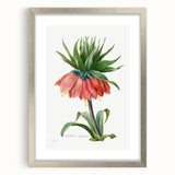 Neoclassical Crown Imperial Fritillary Print - Botanical Art by Redouté