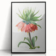 Neoclassical Crown Imperial Fritillary Print - Botanical Art by Redouté