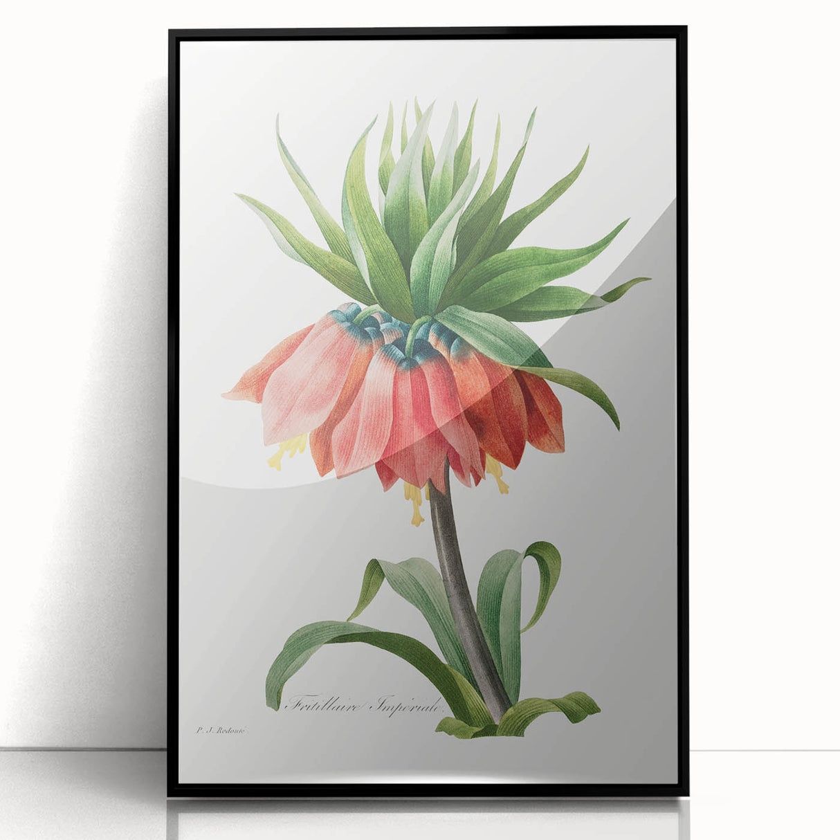 Neoclassical Crown Imperial Fritillary Print - Botanical Art by Redouté