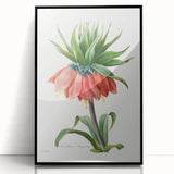 Neoclassical Crown Imperial Fritillary Print - Botanical Art by Redouté