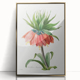 Neoclassical Crown Imperial Fritillary Print - Botanical Art by Redouté