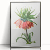 Neoclassical Crown Imperial Fritillary Print - Botanical Art by Redouté