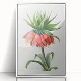 Neoclassical Crown Imperial Fritillary Print - Botanical Art by Redouté