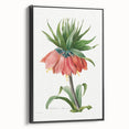 Neoclassical Crown Imperial Fritillary Print - Botanical Art by Redouté