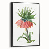 Neoclassical Crown Imperial Fritillary Print - Botanical Art by Redouté