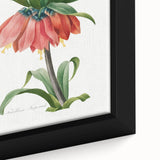 Neoclassical Crown Imperial Fritillary Print - Botanical Art by Redouté