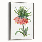 Neoclassical Crown Imperial Fritillary Print - Botanical Art by Redouté