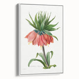 Neoclassical Crown Imperial Fritillary Print - Botanical Art by Redouté