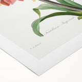 Neoclassical Crown Imperial Fritillary Print - Botanical Art by Redouté