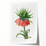 Neoclassical Crown Imperial Fritillary Print - Botanical Art by Redouté