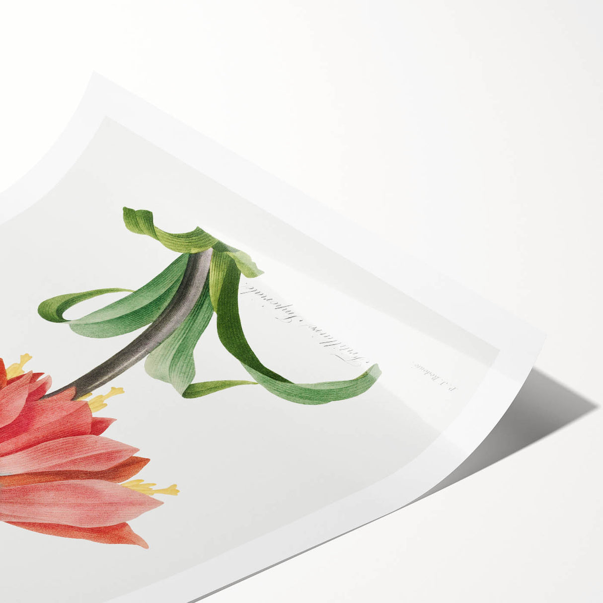 Neoclassical Crown Imperial Fritillary Print - Botanical Art by Redouté