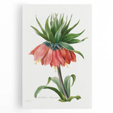 Neoclassical Crown Imperial Fritillary Print - Botanical Art by Redouté