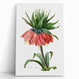 Neoclassical Crown Imperial Fritillary Print - Botanical Art by Redouté