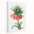 Neoclassical Crown Imperial Fritillary Print - Botanical Art by Redouté