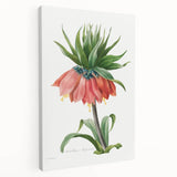 Neoclassical Crown Imperial Fritillary Print - Botanical Art by Redouté
