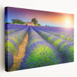 Large canvas print of a Provencal landscape with lavender fields and a sunset, suited for kitchen wall art.