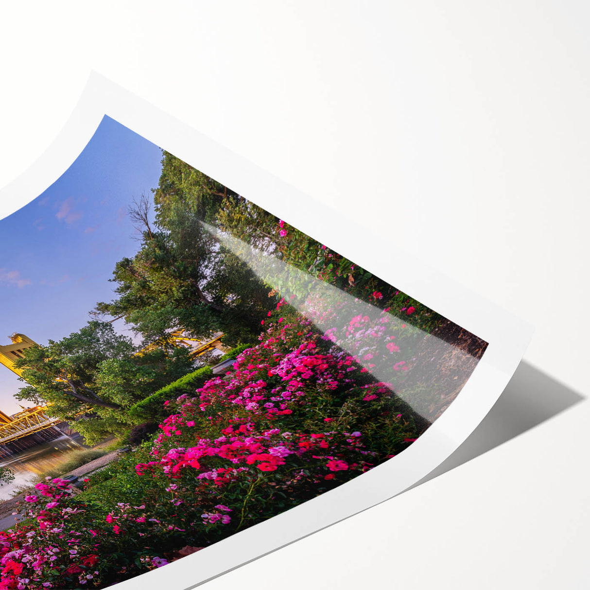 Extra large wall art featuring line art flowers in black on a white background, rolled print format.