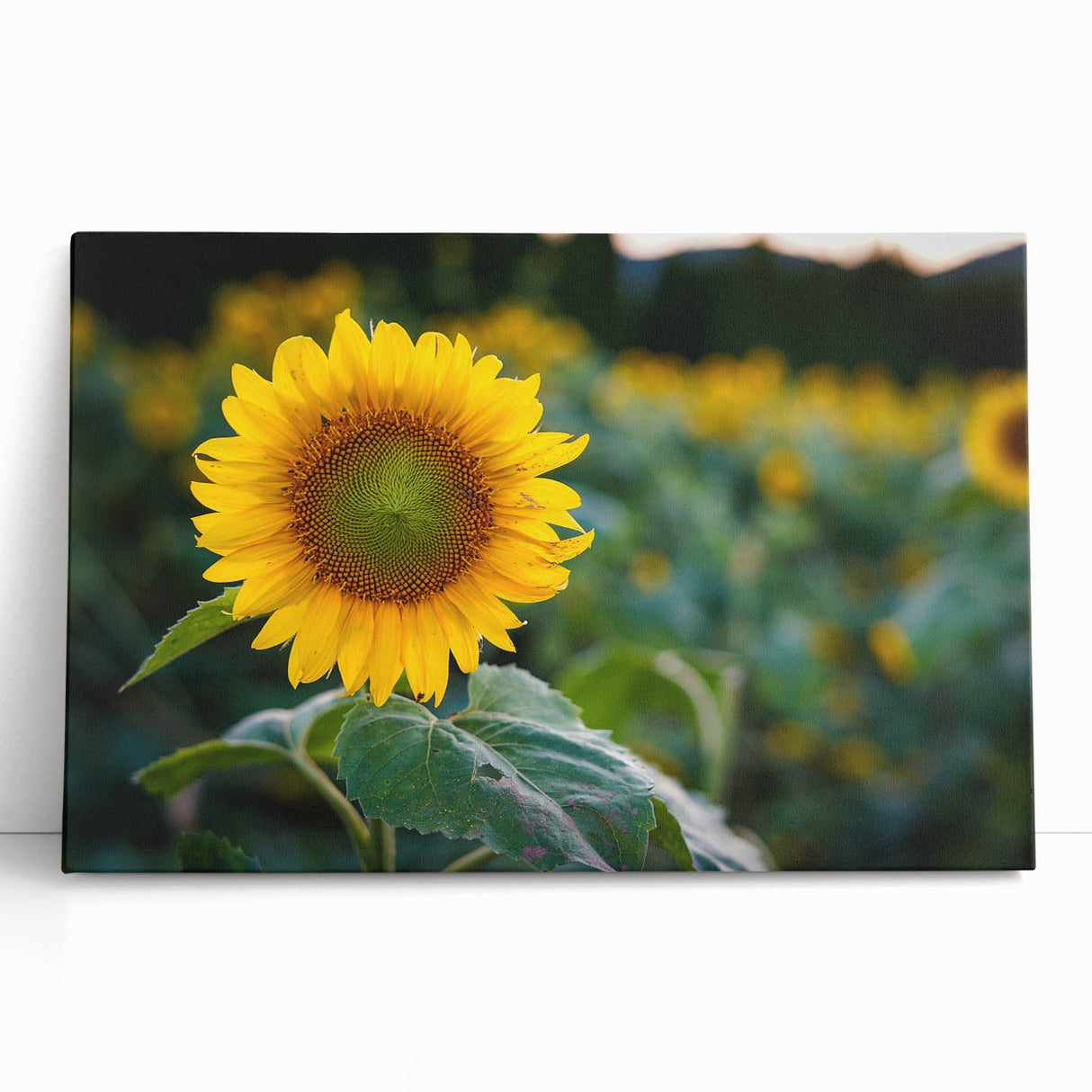 Black and white stretched canvas of Pennsylvania scenery, ideal for kitchen wall art or bedroom ambiance.