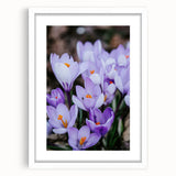 Abstract art print featuring swirling spring colors on white framed mat, ideal for dining room or bedroom decor.