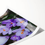 Extra large wall art featuring line art flowers in spring colors on rolled canvas, ideal for large living room decor.