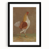 Romantic Era Art: "Pale-Breasted Fighting Cock" by John F. Herring