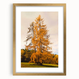 Extra large abstract art print featuring textured autumn hues on a gold-framed canvas, ideal for living room decor.