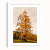 Abstract art print featuring warm autumnal shades on a white framed canvas, ideal for dining room or bedroom decor.