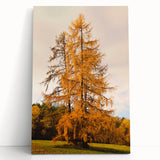 Large black and white stretched canvas depicting a serene autumnal scene, ideal for kitchen wall art.