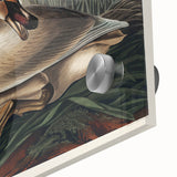 Realism Art Print of Trumpeter Swan - Elegant Nature Illustration