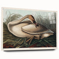 Realism Art Print of Trumpeter Swan - Elegant Nature Illustration