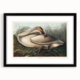 Realism Art Print of Trumpeter Swan - Elegant Nature Illustration