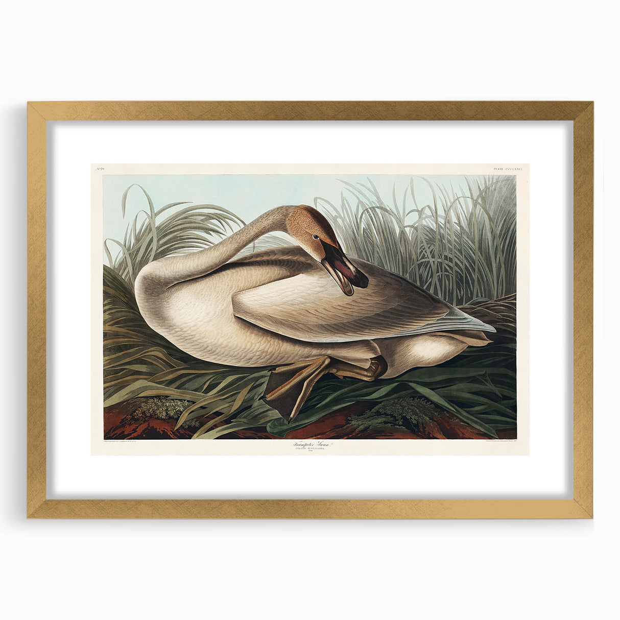 Realism Art Print of Trumpeter Swan - Elegant Nature Illustration