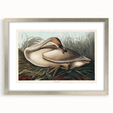 Realism Art Print of Trumpeter Swan - Elegant Nature Illustration