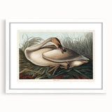 Realism Art Print of Trumpeter Swan - Elegant Nature Illustration